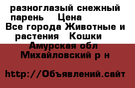 разноглазый снежный парень. › Цена ­ 10 000 - Все города Животные и растения » Кошки   . Амурская обл.,Михайловский р-н